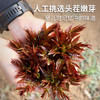 密云东智香椿芽  香椿  鲜嫩清香  味浓  密云八宝之一   250g 商品缩略图4