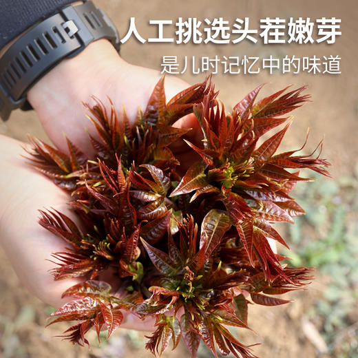 密云东智香椿芽  香椿  鲜嫩清香  味浓  密云八宝之一   250g 商品图4