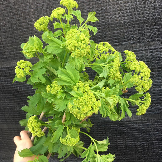 木绣球（国产） 商品图1