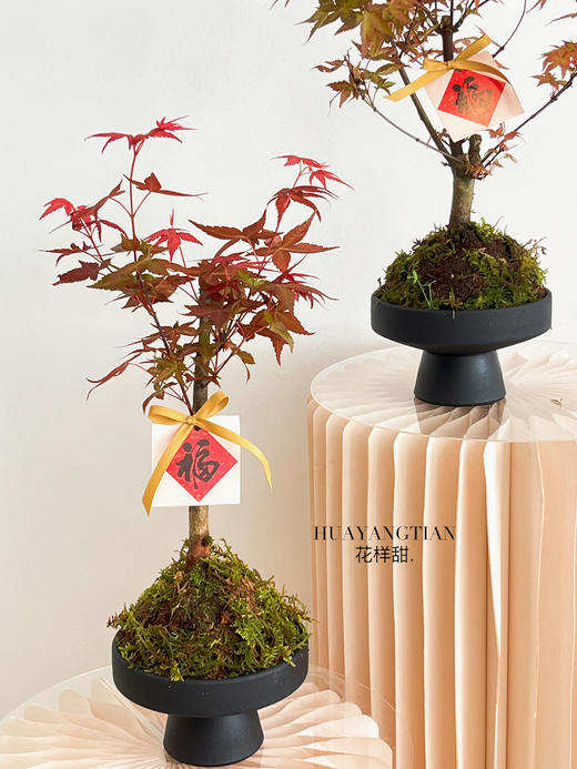 红枫盆栽（每盆形态不同，介意慎拍） 商品图0