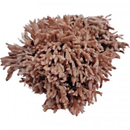 龙爪菇 鲜 商品图0