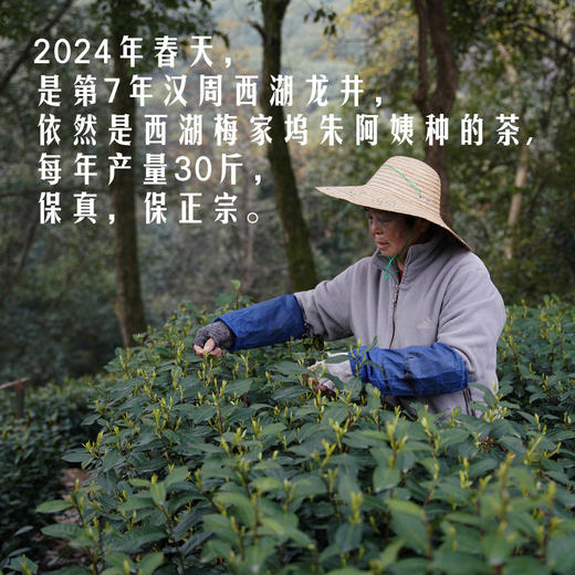 /2024新茶/ 朱阿姨家明前正宗西湖龙井 商品图0