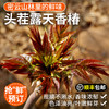 密云东智香椿芽  香椿  鲜嫩清香  味浓  密云八宝之一   250g 商品缩略图0