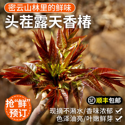 密云东智香椿芽  香椿  鲜嫩清香  味浓  密云八宝之一   250g 商品图0