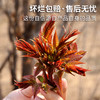密云东智香椿芽  香椿  鲜嫩清香  味浓  密云八宝之一   250g 商品缩略图5