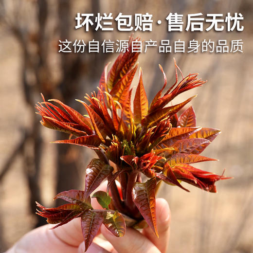 密云东智香椿芽  香椿  鲜嫩清香  味浓  密云八宝之一   250g 商品图5