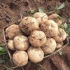 【沙地现挖！凉薯地瓜9斤更超值】农家自种，香甜可口，新鲜营养，果汁多而甜！白地瓜脆甜时令生吃水果孕妇沙葛 商品缩略图2