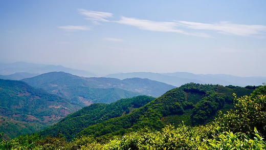 【公益义卖·限时限量抢购】2024年澜沧古茶春億会（助力养护）001小胖饼+0085小胖饼+景迈香普洱茶春茶生茶熟茶散茶组合230g 商品图1