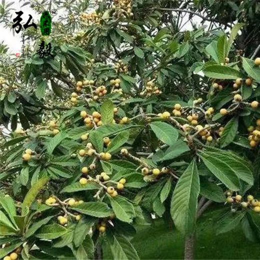 【弘毅六不用生态农场】六不用 琵琶果干 森林食品 250克/份 商品图4