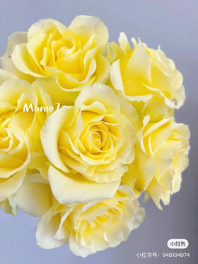 国产玫瑰-【浪漫沙滩】