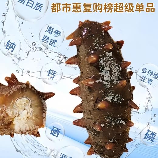 入选复购冠军榜单【6年足龄大个头】大连鲜食海参都市惠定制：长山列岛6年足龄种参 商品图1