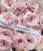 国产玫瑰-【小粉兔】 商品缩略图0