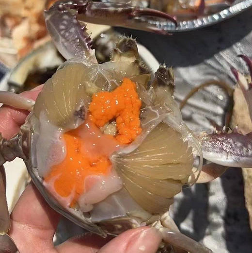 舟山春季红膏蟹梭子蟹（母蟹）保鲜不保活顺丰空运包邮下单从浙江发货 商品图4