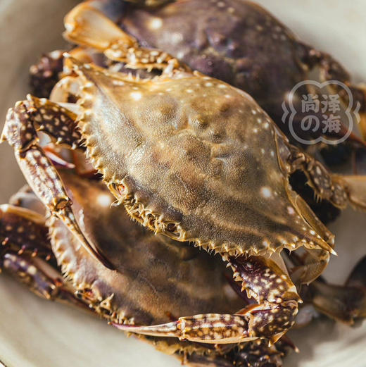 舟山春季红膏蟹梭子蟹（母蟹）保鲜不保活顺丰空运包邮下单从浙江发货 商品图3