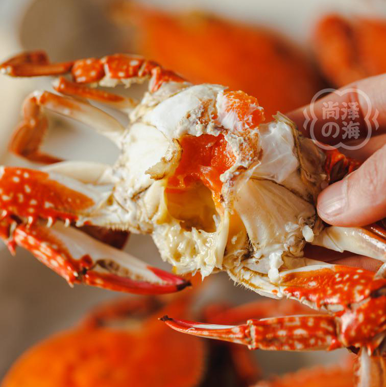 舟山春季红膏蟹梭子蟹（母蟹）保鲜不保活顺丰空运包邮下单从浙江发货