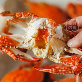 舟山春季红膏蟹梭子蟹（母蟹）保鲜不保活顺丰空运包邮下单从浙江发货