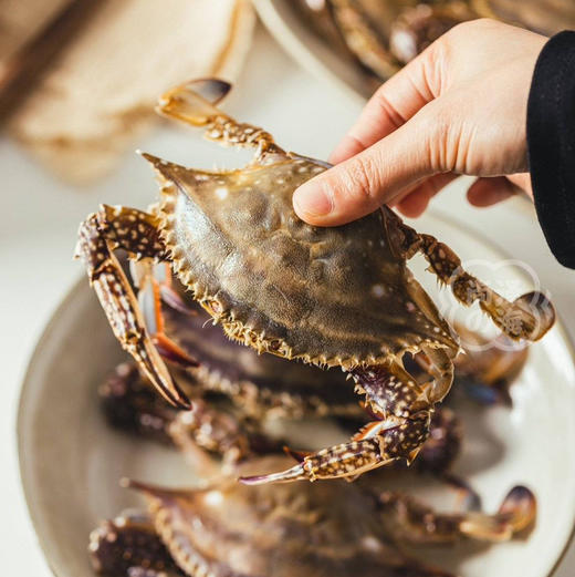 舟山春季红膏蟹梭子蟹（母蟹）保鲜不保活顺丰空运包邮下单从浙江发货 商品图1