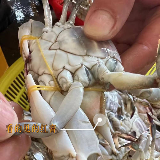 舟山春季红膏蟹梭子蟹（母蟹）保鲜不保活顺丰空运包邮下单从浙江发货 商品图2