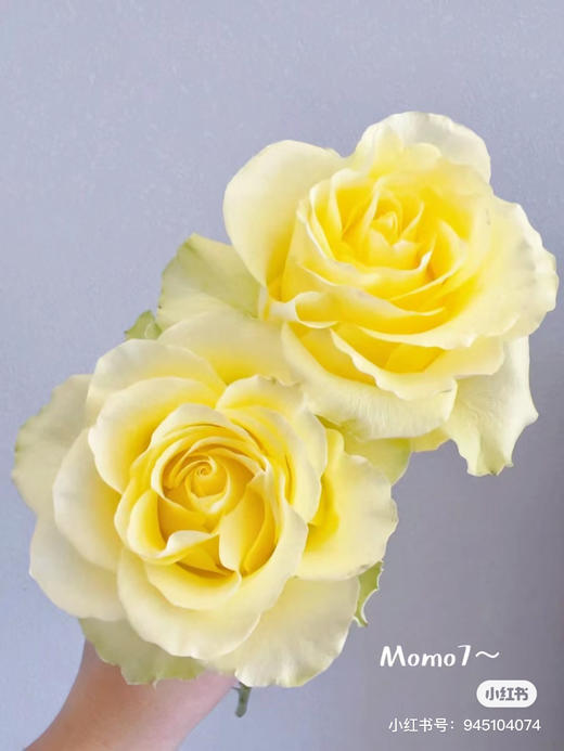 国产玫瑰-【浪漫沙滩】 商品图1