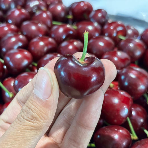 Sc大樱桃 商品图1