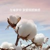 【6F】寐长绒棉色织提花四件套：丁香 商品缩略图3