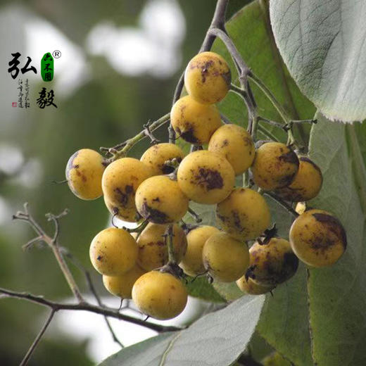 【弘毅六不用生态农场】六不用 琵琶果干 森林食品 250克/份 商品图3