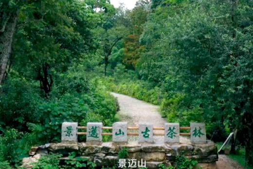 【公益义卖·限时限量抢购】2024年澜沧古茶春億会（助力养护）001小胖饼+0085小胖饼+景迈香普洱茶春茶生茶熟茶散茶组合230g 商品图0