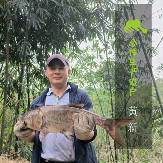 生态大头鱼分段（冷冻，全国可下单）| 合作生产 * Eco-bighead Carp | Coproduction 商品图1
