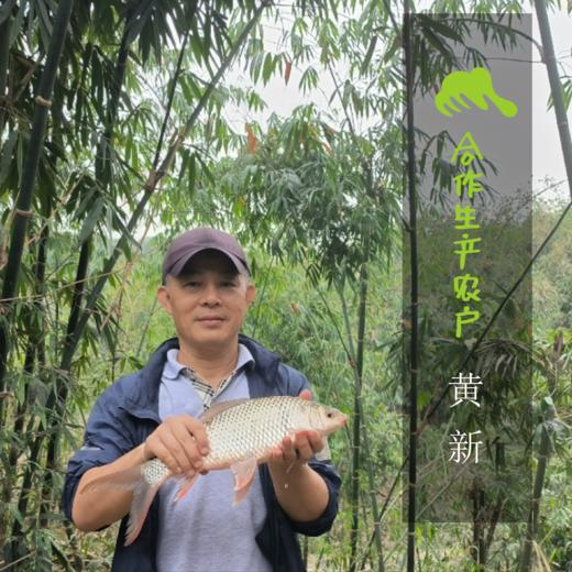 生态土鲮鱼（冷冻，全国可下单）| 合作生产 * Eco- Dace | Coproduction 商品图1