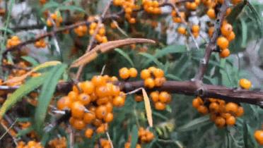 今天59元到手80袋❗ 我觉得“疯”了❗【100%沙棘原浆】配料表只有沙棘❗️✅沙棘含有的维生素C，是猕猴桃的4倍，山楂的20倍👍 商品图8