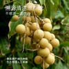 【部分地区包邮】【几分之几 土耳其无核杏干/泰国无核龙眼干】原产地种植  人工采摘 清洁加工简单配方  100g/袋 商品缩略图1