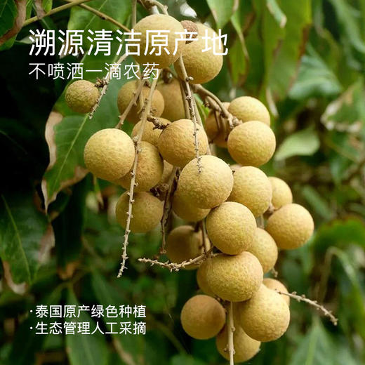 【部分地区包邮】【几分之几 土耳其无核杏干/泰国无核龙眼干】原产地种植  人工采摘 清洁加工简单配方  100g/袋 商品图1