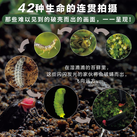 【图书】《生命的故事》| 用摄影艺术独有的强大表现力，展现42种卵生动物从卵到诞生，再到成年的生命历程，入选《人民日报》100本好书推荐书单 5岁+ 商品图5