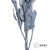 永生花材 | 桔子叶蓝灰 商品缩略图1