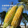 产地直发 | 【枝悦】云南水果玉米 现摘新鲜玉米甜玉米棒产地直供 商品缩略图0