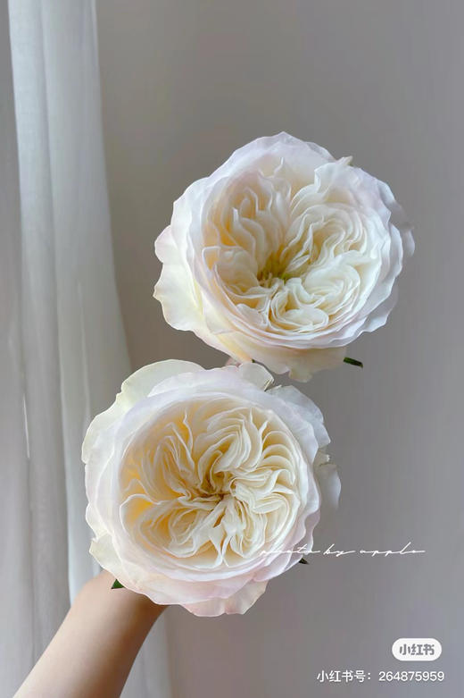 国产玫瑰-【泰勒】单头 商品图2