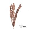 永生花材 | 桔子叶棕色 商品缩略图2