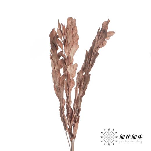 永生花材 | 桔子叶棕色 商品图2