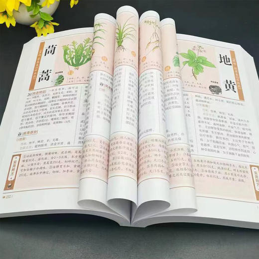 本草纲目和黄帝内经中的养生秘方 商品图5