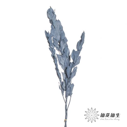 永生花材 | 桔子叶蓝灰 商品图2