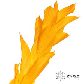 永生花材 | 桔子叶黄色