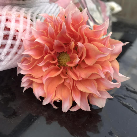 大丽花.奶油桃子 商品图1