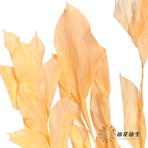 永生花材 | 桔子叶香槟 商品图0
