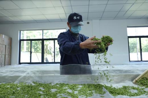 25年新茶！ “车坑坞”径山茶 明后一级/二级 江浙沪包邮 性价比高 商品图13