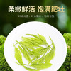 2026新茶 悠谷绿茶 830（高香绿茶）250克 芽细香悠 香甜顺滑 商品缩略图4