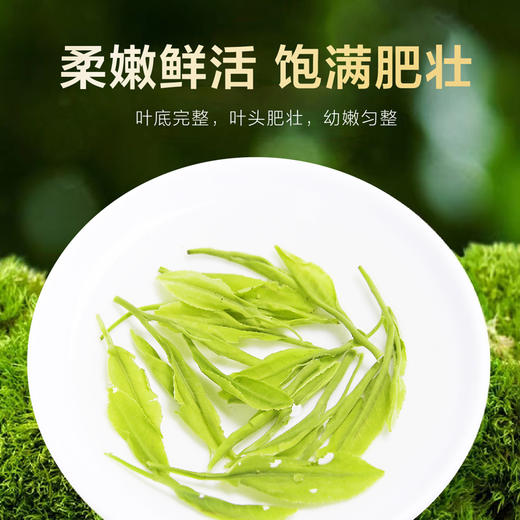 2026新茶 悠谷绿茶 830（高香绿茶）250克 芽细香悠 香甜顺滑 商品图4