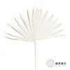 永生花材 | 棕榈叶白色 商品缩略图0