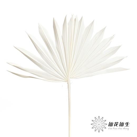 永生花材 | 棕榈叶白色 商品图0