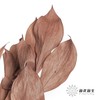 永生花材 | 桔子叶棕色 商品缩略图0