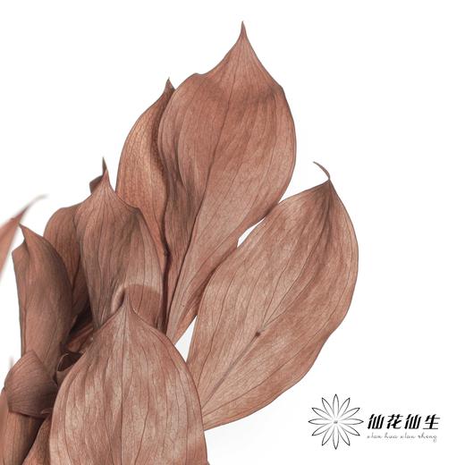 永生花材 | 桔子叶棕色 商品图0